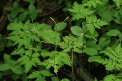 Osmorhiza aristata