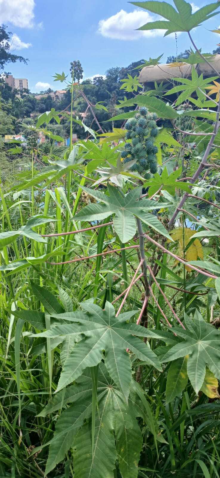 Ricinus communis