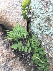 Myriopteris covillei