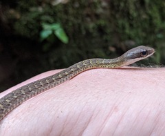 Dendrophidion percarinatum