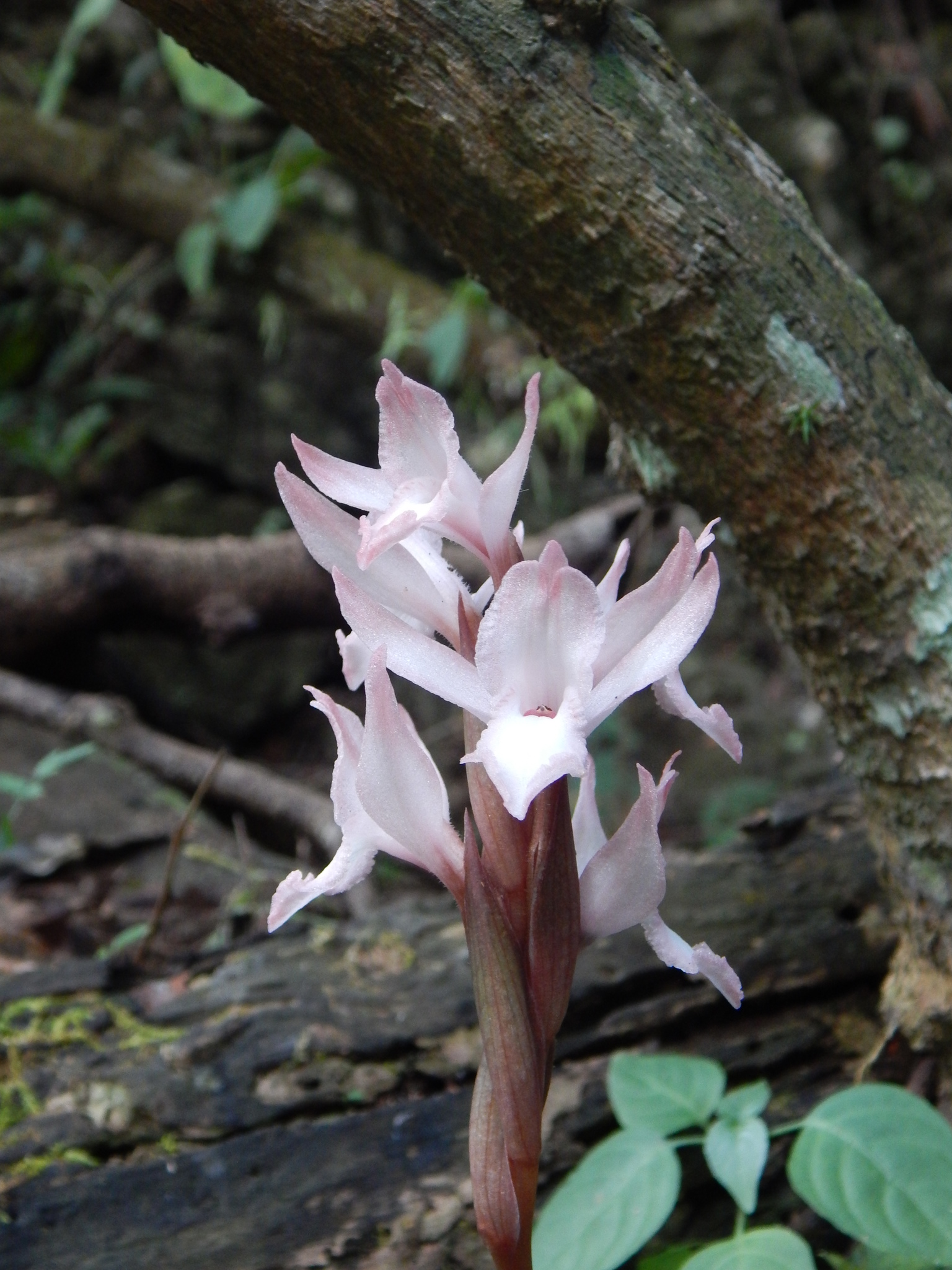 Pteroglossa