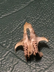 Microtus ochrogaster