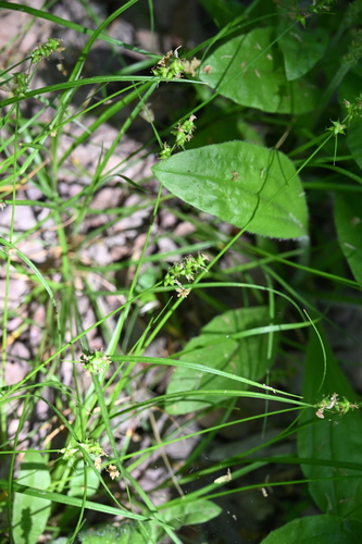 Reflexed Sedge (Carex retroflexa)