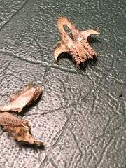 Microtus ochrogaster