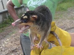 Philander opossum