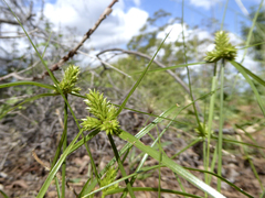 Cyperus aggregatus