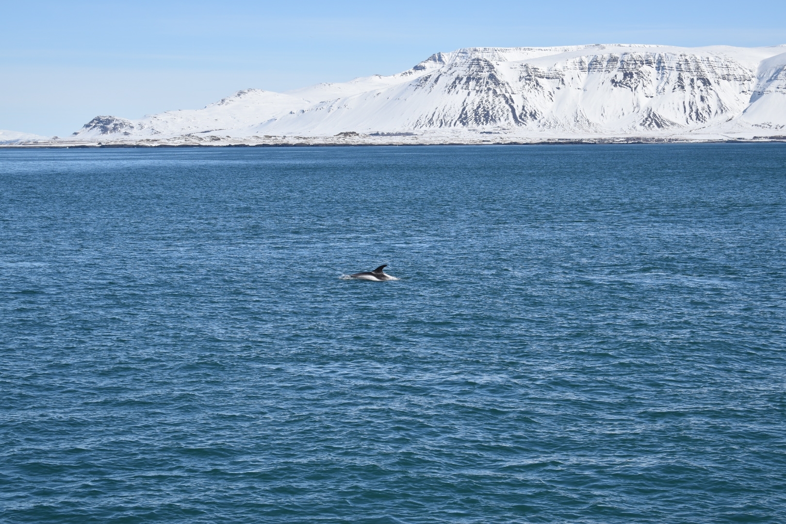 Lagenorhynchus albirostris