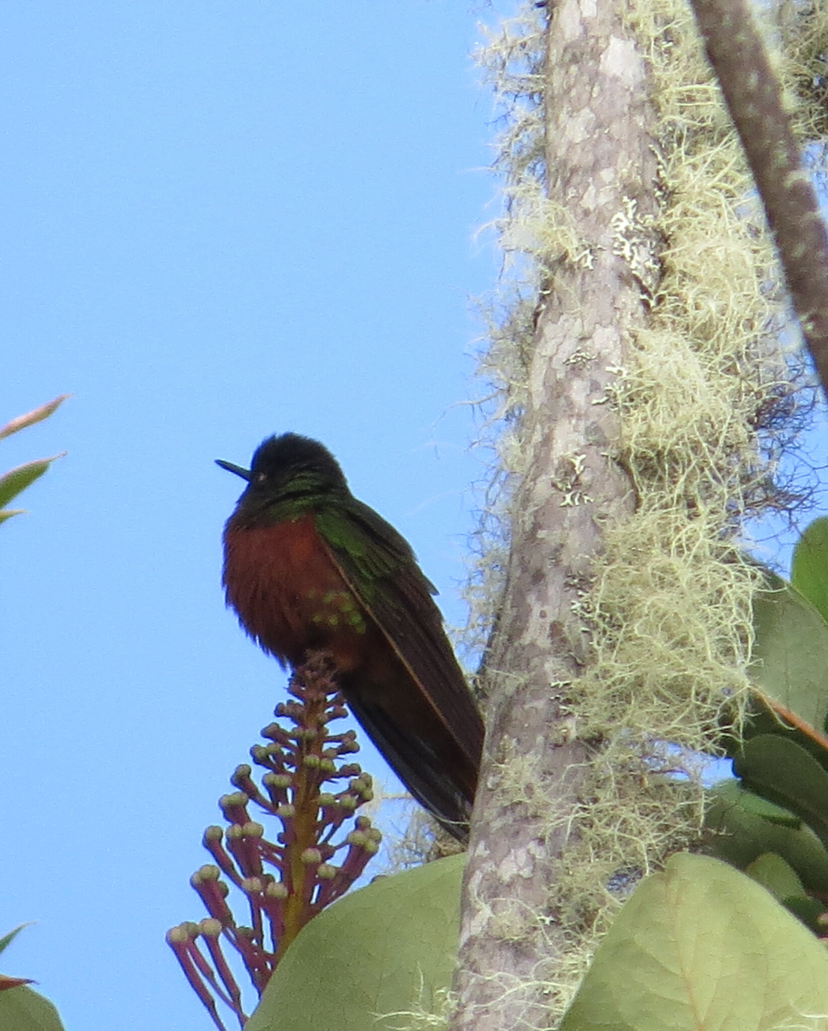 Chestnut-breasted Coronet (Boissonneaua matthewsii), photo 8