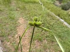 Cyperus aggregatus