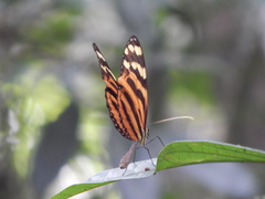 Melinaea lilis imitata
