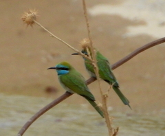 Merops cyanophrys