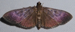 Omiodes noctescens
