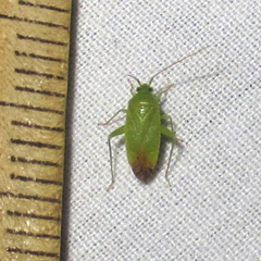 Phytocoris vanduzeei