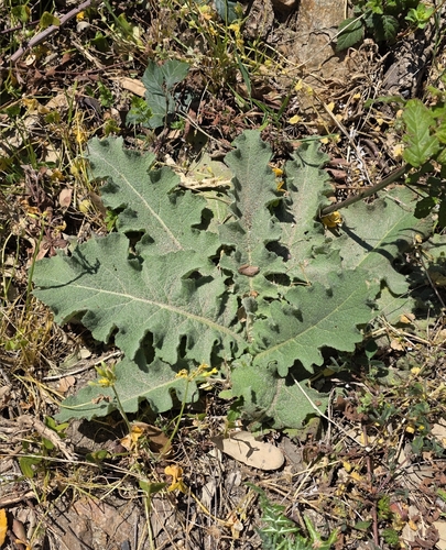 Wavyleaf Mullein (Verbascum sinuatum)