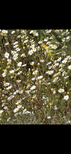 Anacyclus radiatus (Anacyclus radiatus)