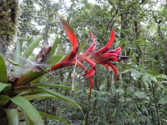 Tillandsia leiboldiana