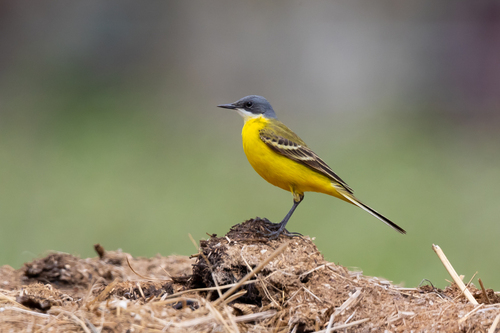 Western Yellow Wagtail