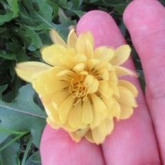 Pyrrhopappus pauciflorus