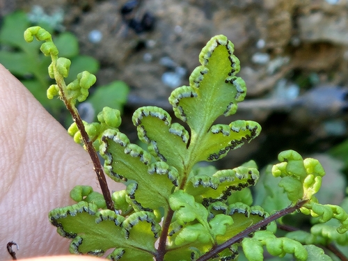 Oeosporangium pteridioides, 2026-04-05