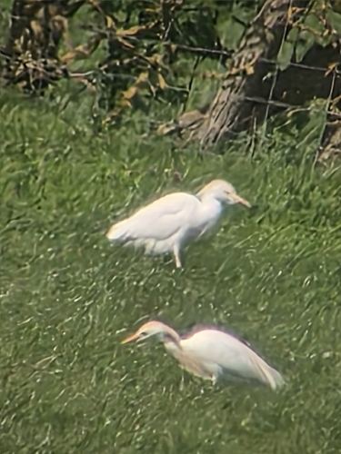 iNaturalist: (c) DONNA MORTON, some rights reserved (CC BY-NC), uploaded by DONNA MORTON iNaturalist image