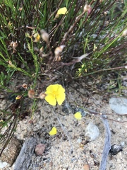 Crocanthemum aldersonii