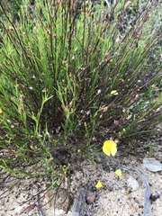 Crocanthemum aldersonii