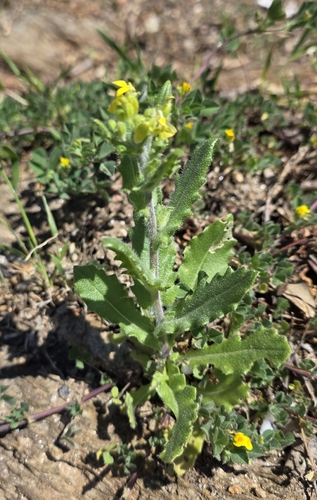 Chicory-leaved Buckler-mustard (Biscutella cichoriifolia)