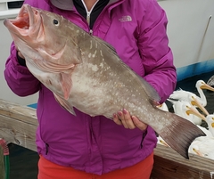 Epinephelus morio