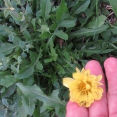 Pyrrhopappus pauciflorus