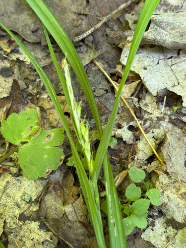 Hitchcock's Sedge (Carex hitchcockiana)