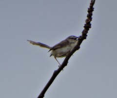 Prinia subflava pondoensis