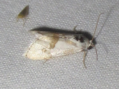 Ponometia virginalis