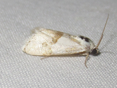 Ponometia virginalis