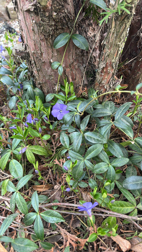 lesser periwinkle