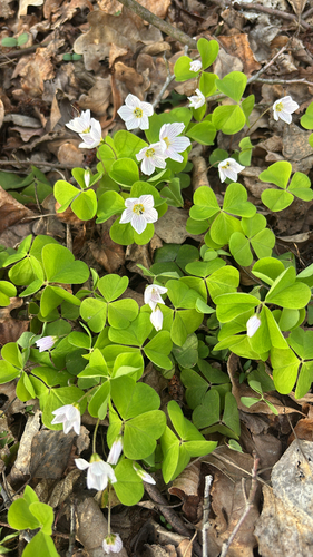 European wood-sorrel