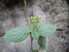 Heterocentron muricatum