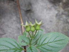 Heterocentron muricatum