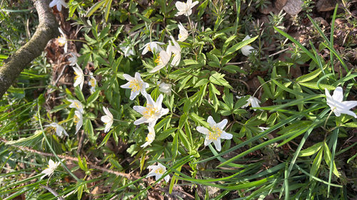 wood anemone