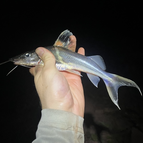 Pictus cat (Pimelodus ornatus) — Pimelodidae — 5