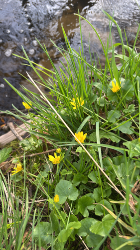 lesser celandine