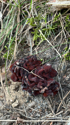False Morel