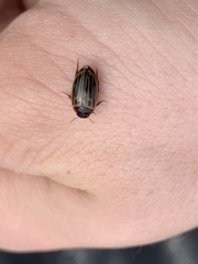 Agabus disintegratus