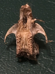 Microtus ochrogaster