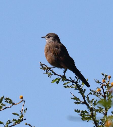 Karoo Scrub Robin (Tychaedon coryphoeus), photo 7
