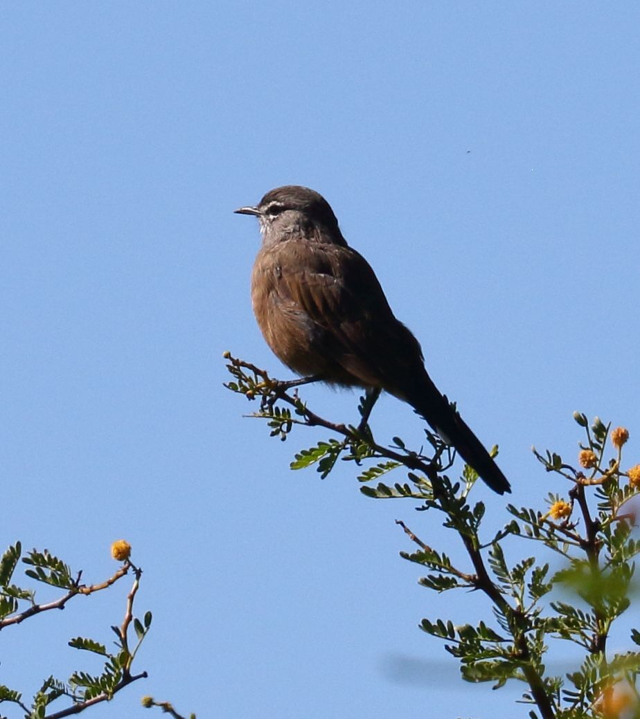 Karoo Scrub Robin (Tychaedon coryphoeus), photo 5