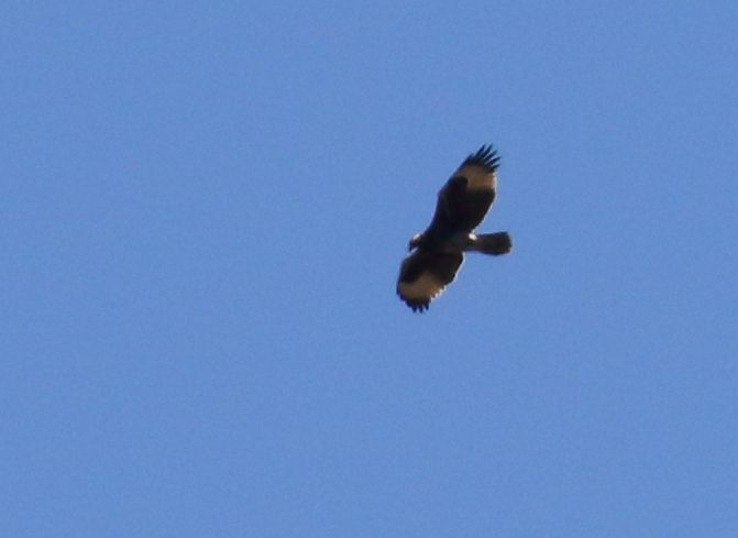 Verreaux's Eagle (Aquila verreauxii), photo 5