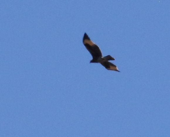 Verreaux's Eagle (Aquila verreauxii), photo 6
