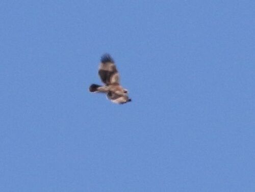 Verreaux's Eagle (Aquila verreauxii), photo 10