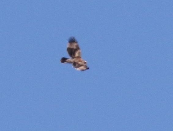 Verreaux's Eagle (Aquila verreauxii), photo 10