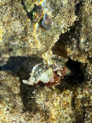 Hexaplex trunculus